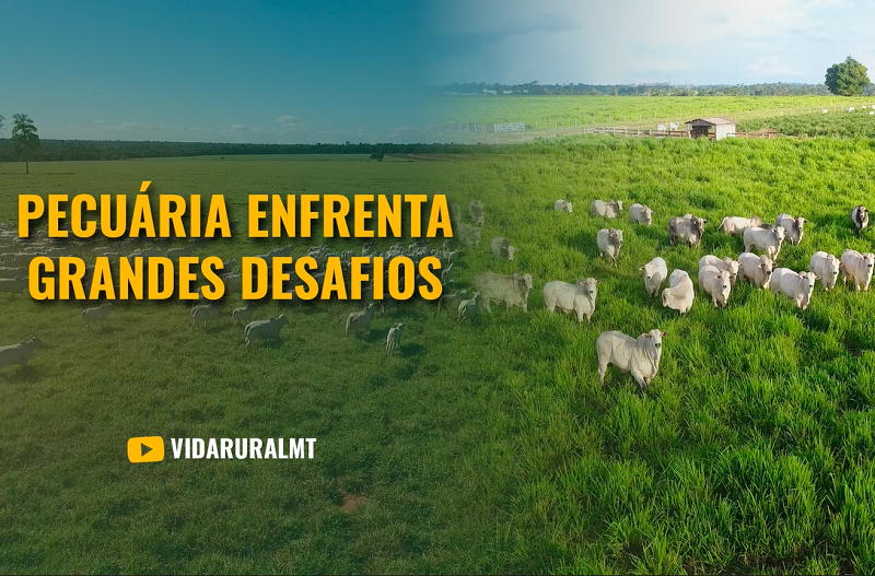 GARGALOS DA PECUÁRIA DE CORTE QUE IMPEDEM O DESENVOLVIMENTO